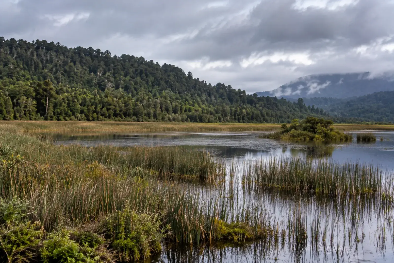 Humedal del sur de Chile con juncos, agua quieta y bosque nativo al fondo, día nublado.